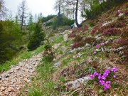 77 fiorito di primula di Lombardia ed erica